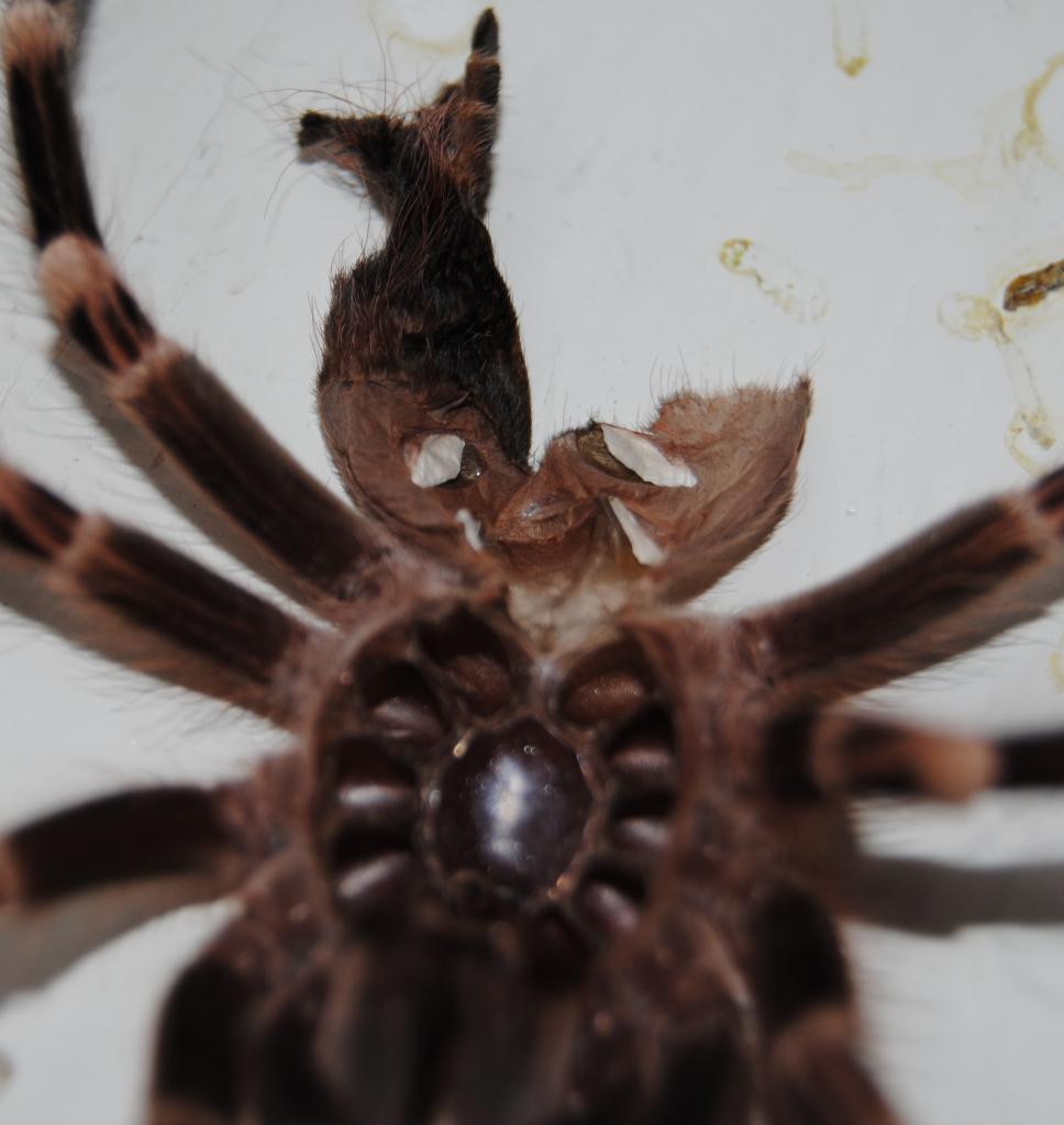 A. Geniculata 2 inches