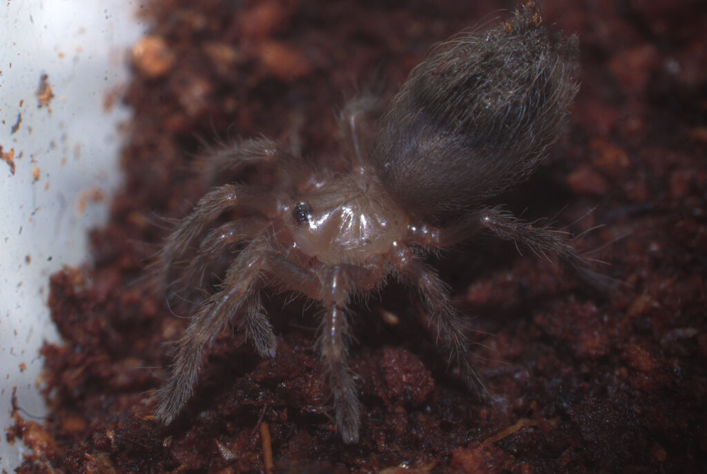 A. Geniculata 2nd (?) instar