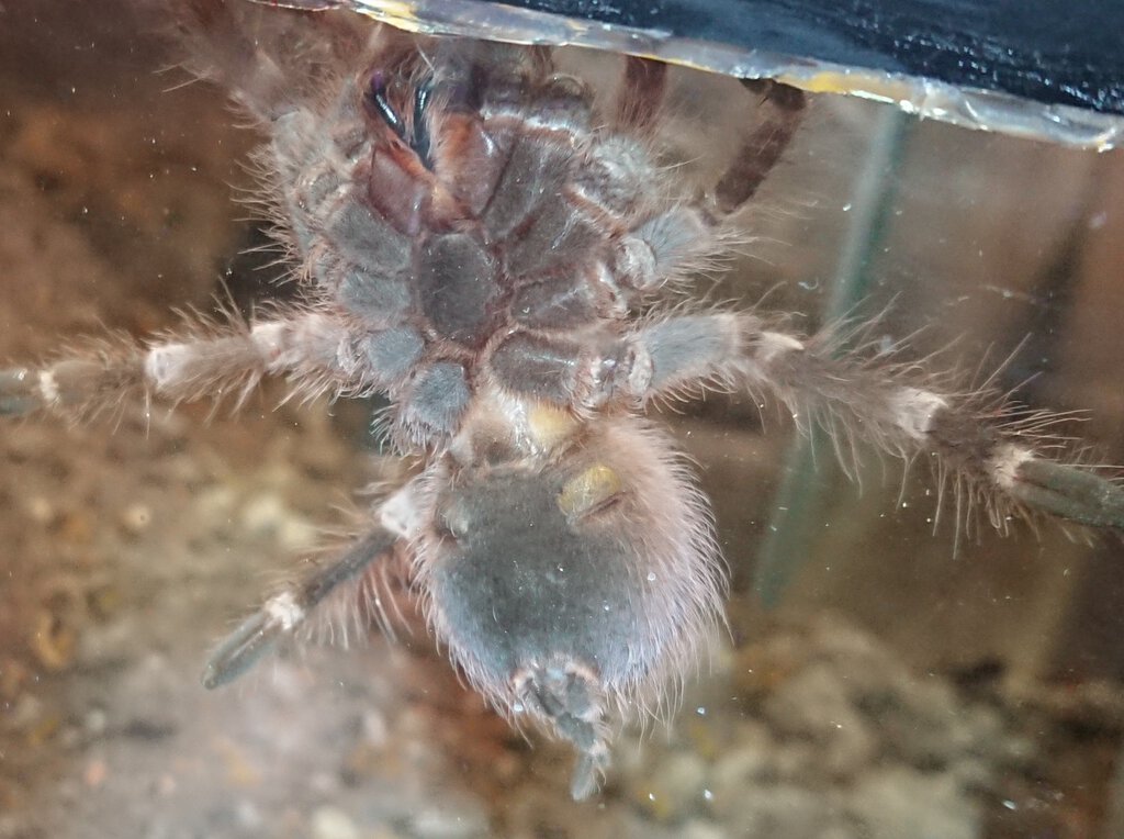 A. geniculata 3.5 inch dls