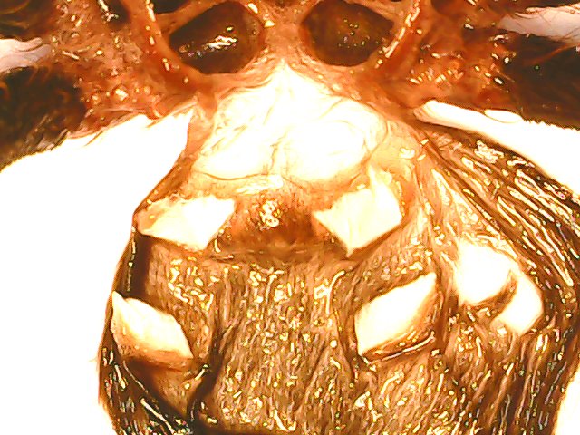 A.geniculata 3cm body