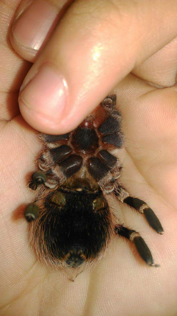 A.geniculata 4.5"