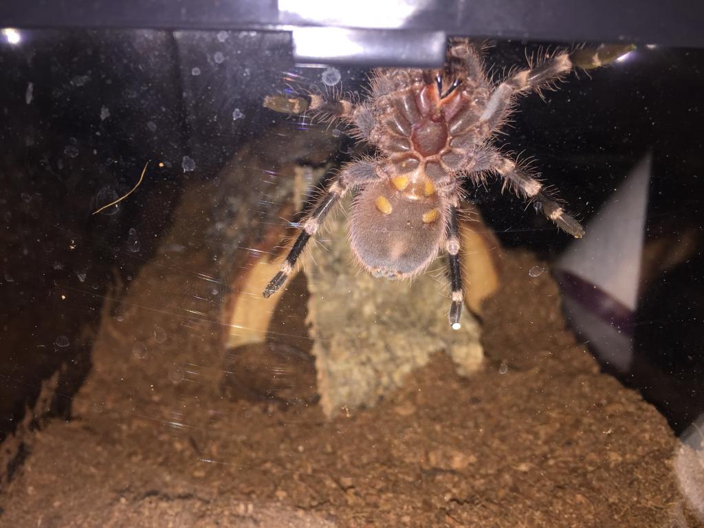 A. Geniculata about 2.5"