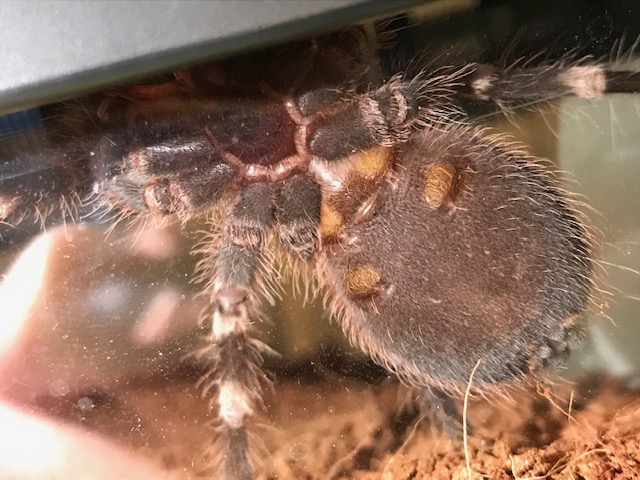 A Geniculata about 3-3.5 inches
