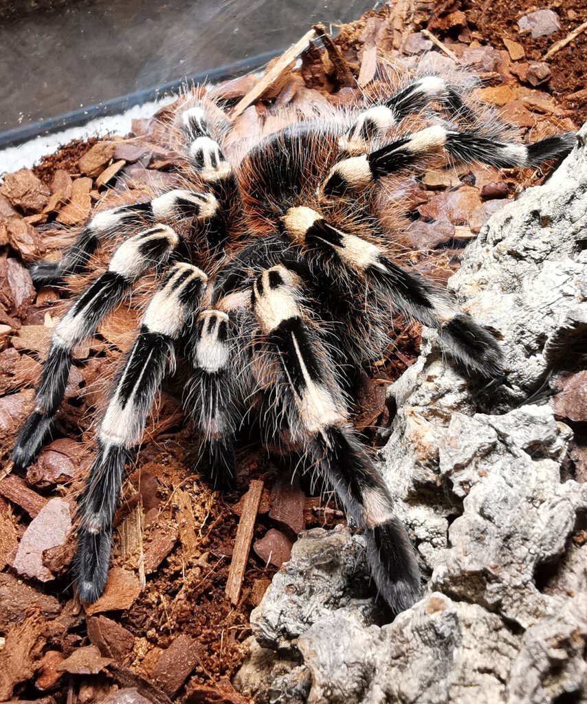 A. geniculata Adult Female 6 inch DLS