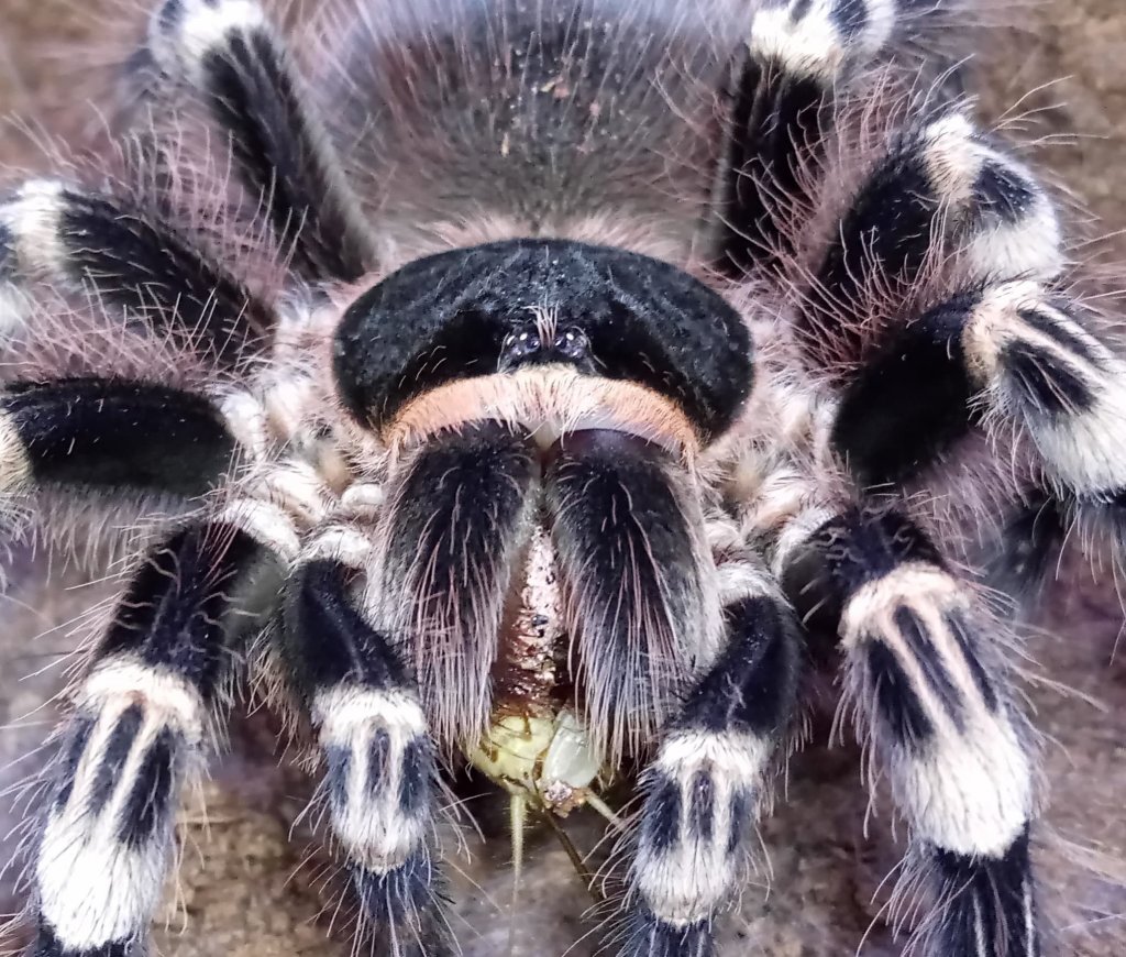 A.geniculata adult female