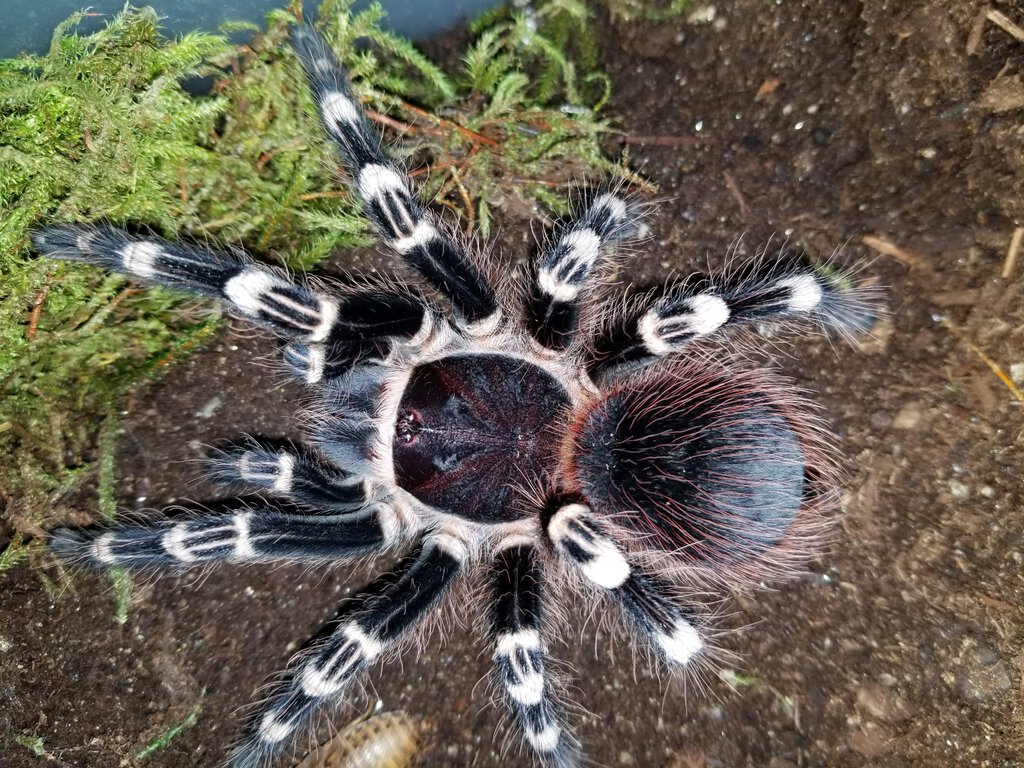 A. geniculata adult female