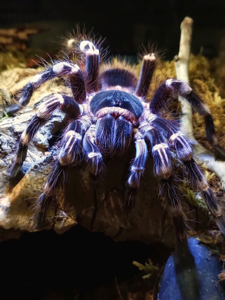 A. geniculata. Af..jpeg