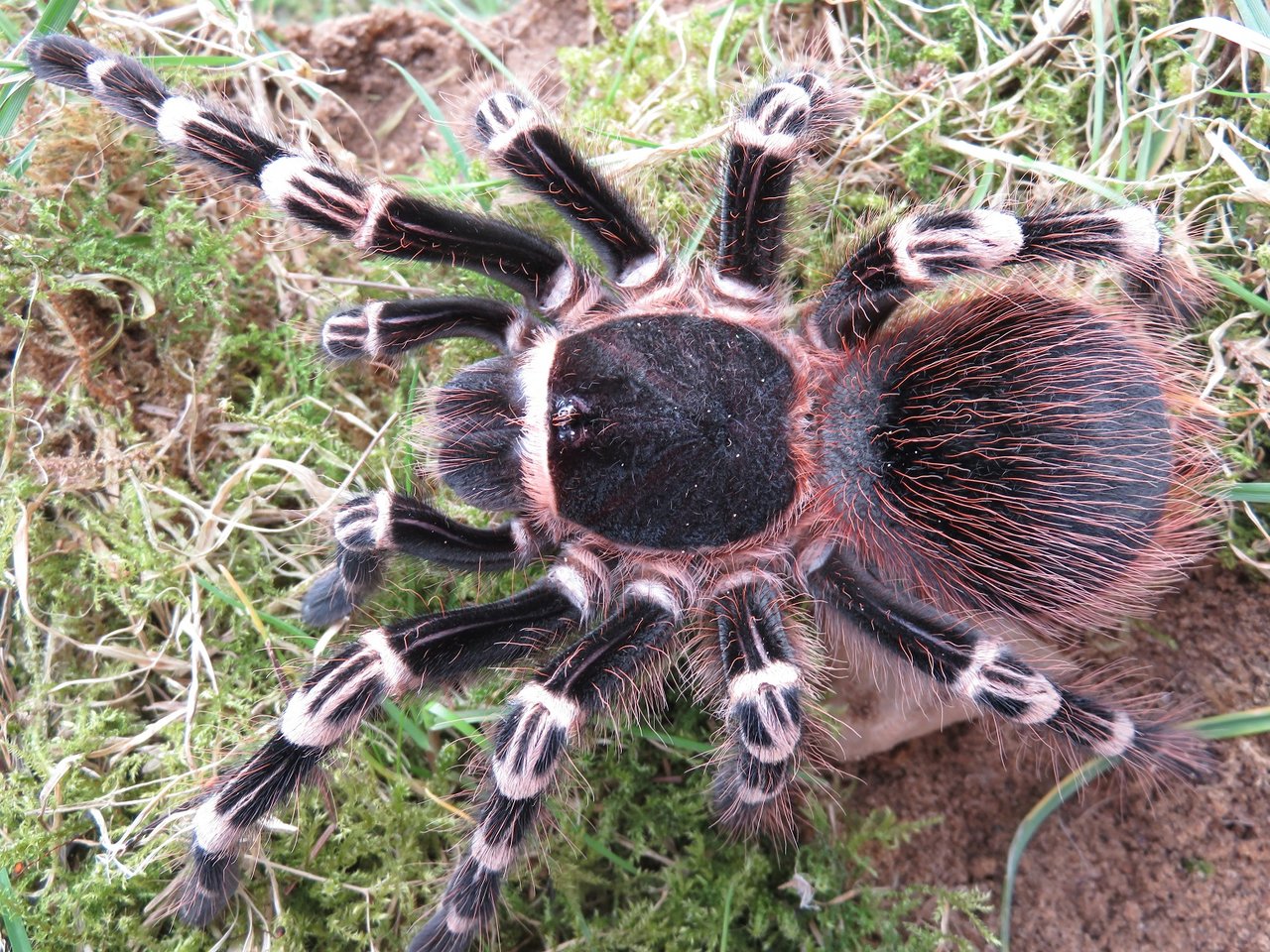 A. geniculata, AF