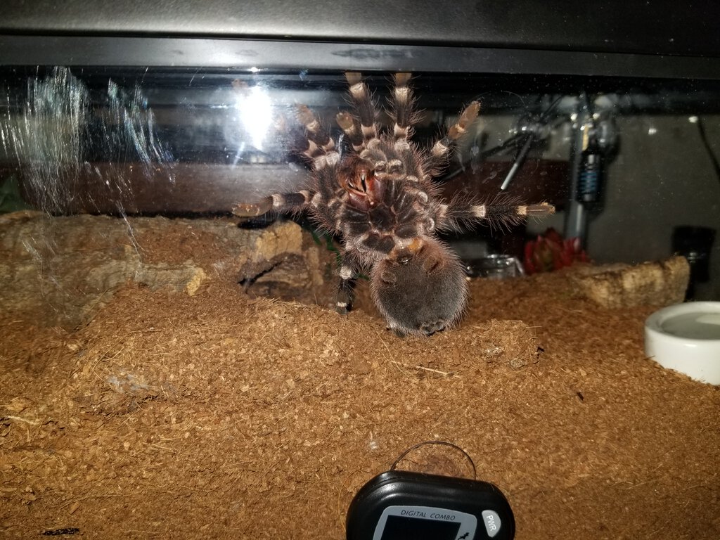 A. Geniculata aka Rancor.jpg