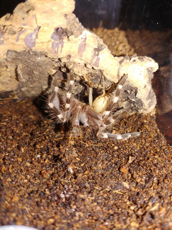 A. geniculata crazy takedown