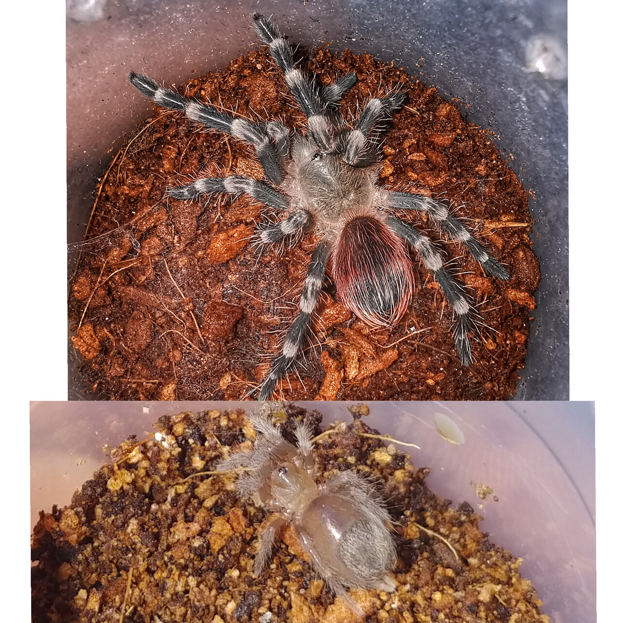 A. geniculata development