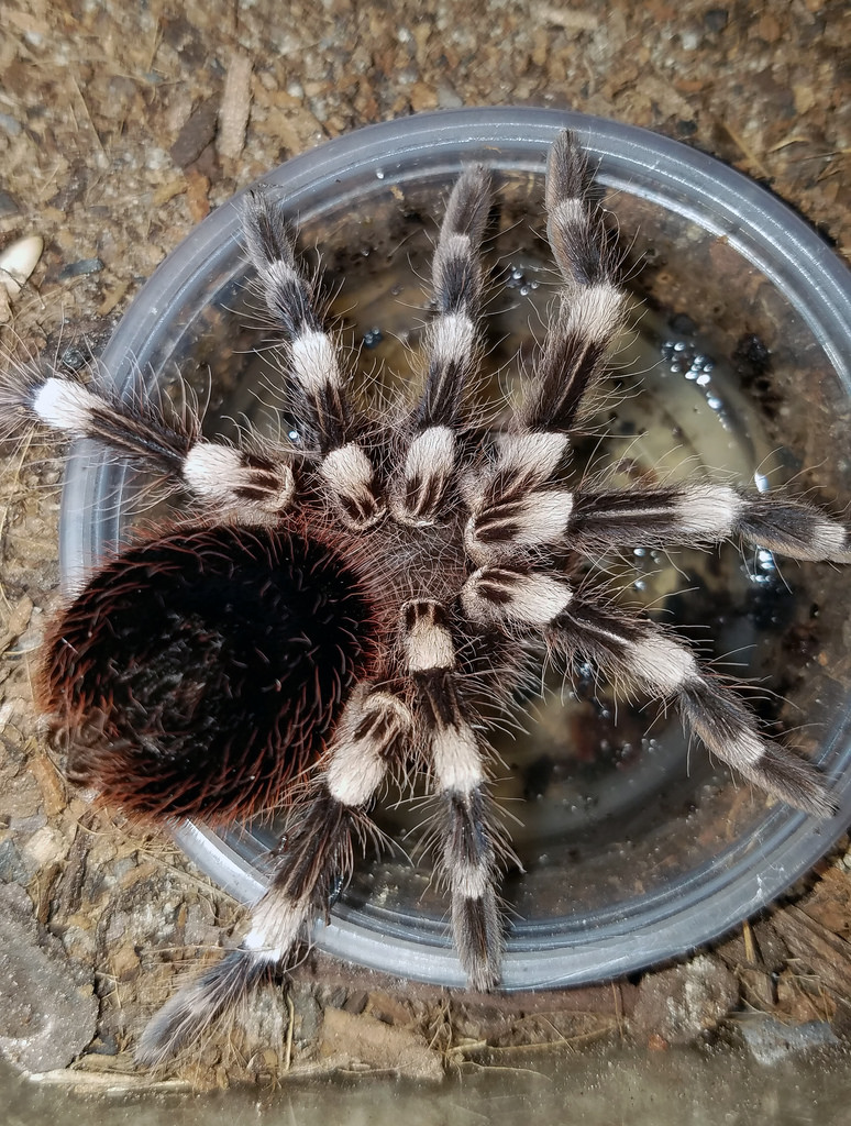 A.geniculata Drinking (Top)