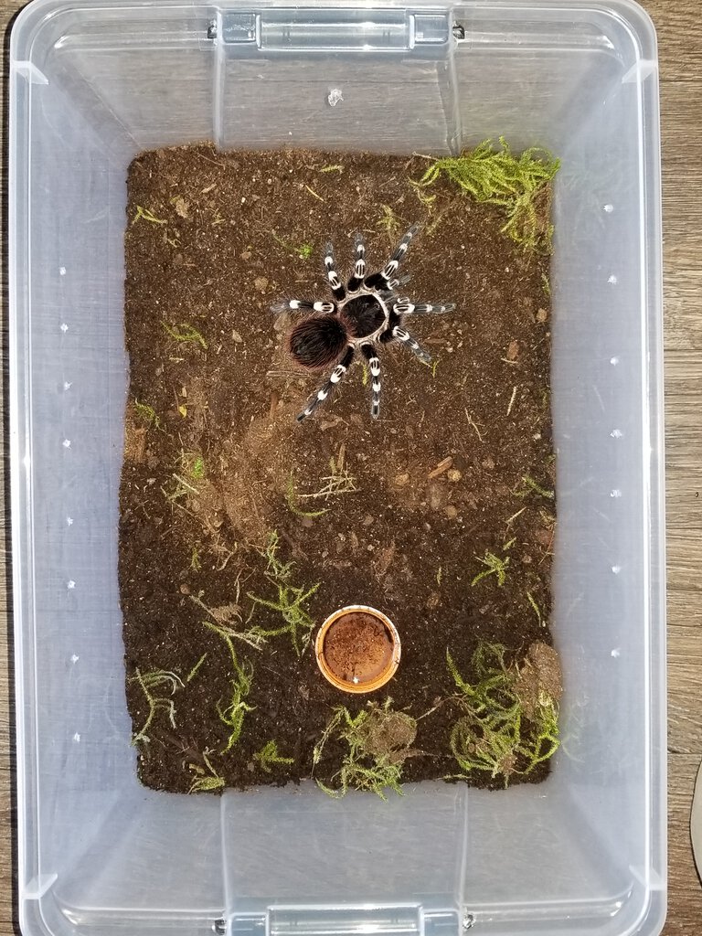A geniculata enclosure