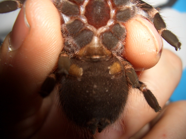 A. Geniculata F Or M ? Could You Help Me Please! I Think Female