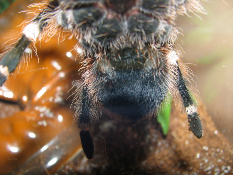 A.Geniculata F or M?