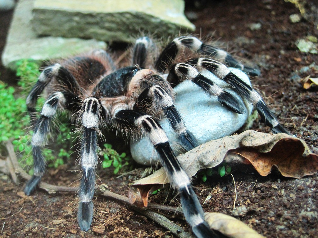 A. Geniculata F | Arachnoboards