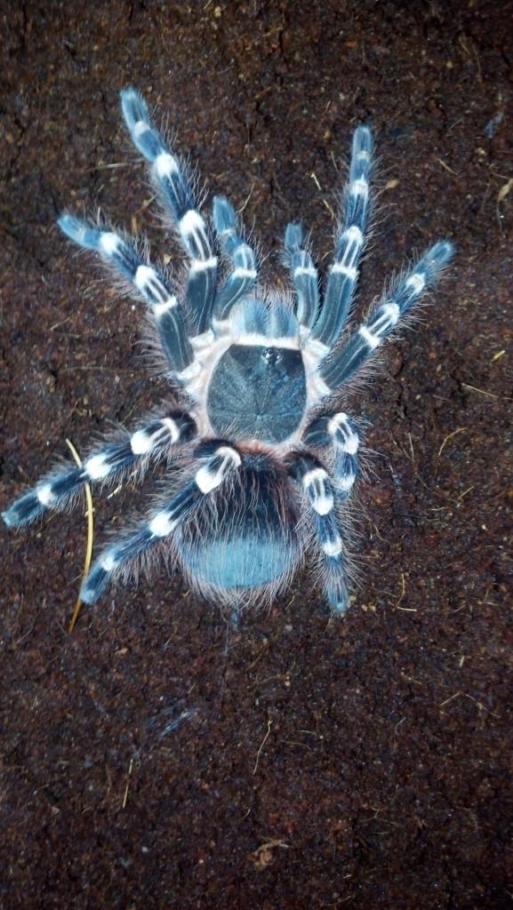 A.Geniculata. female 5.5&quot; young adult