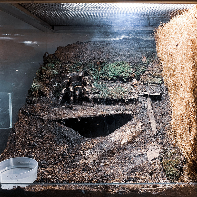 A. geniculata - Female enclosure