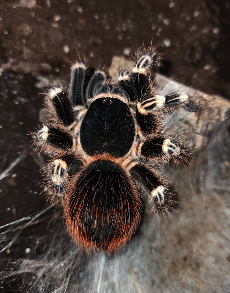 A geniculata female, freshly molted