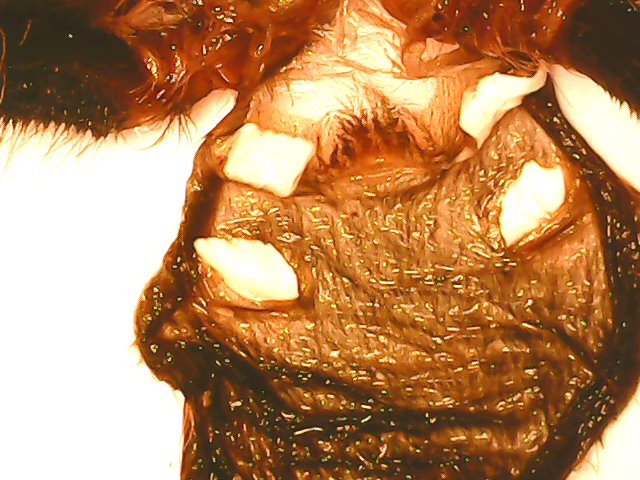 A.geniculata female or male? 3cm body