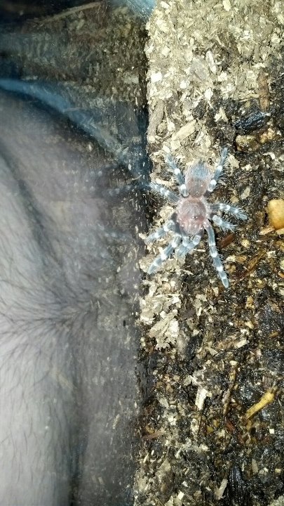 A.Geniculata. female spiderling