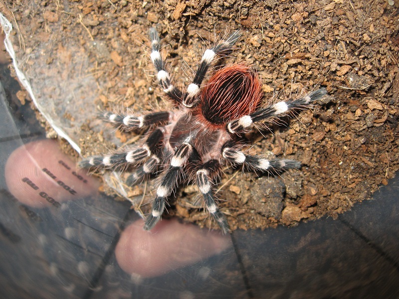 A. Geniculata Female