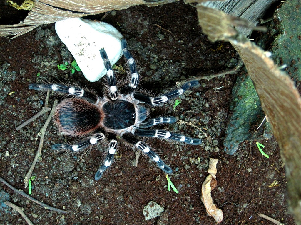 A. Geniculata Female