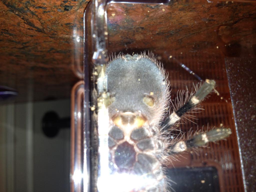 A. Geniculata female?