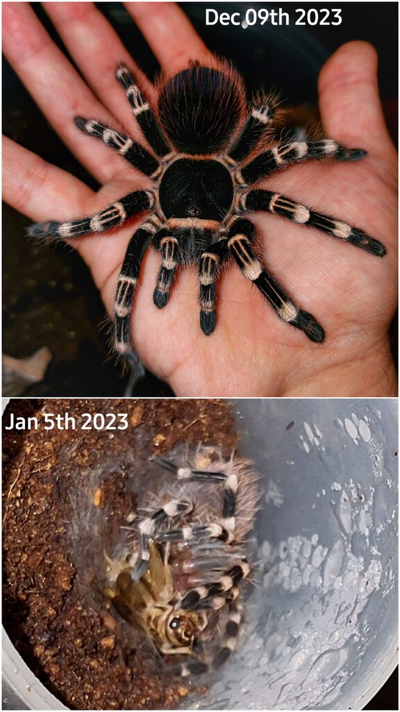 A geniculata growth rate