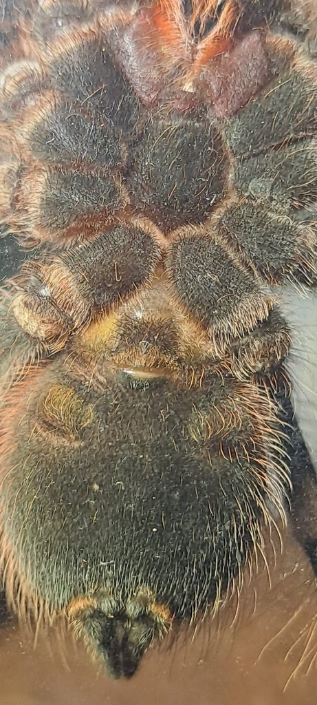 a geniculata.jpg