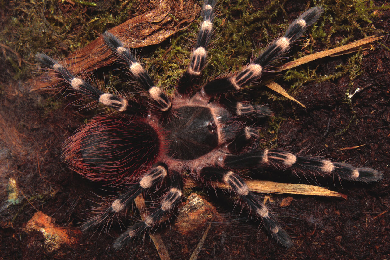 A. geniculata, juvenile female