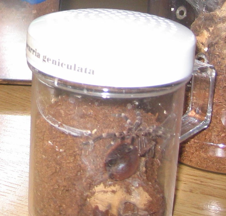 A geniculata juvie in premolt