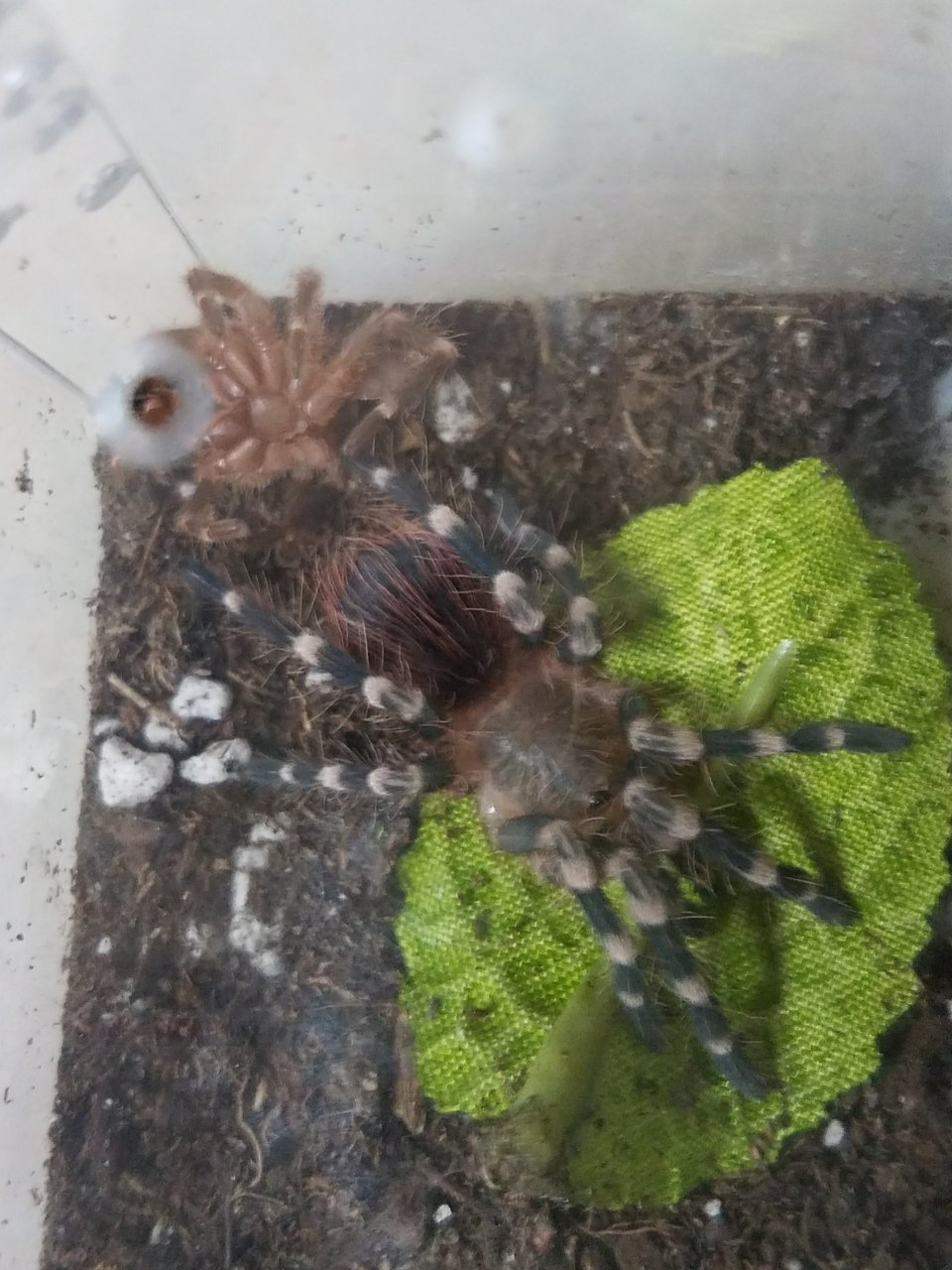 A.geniculata juvie