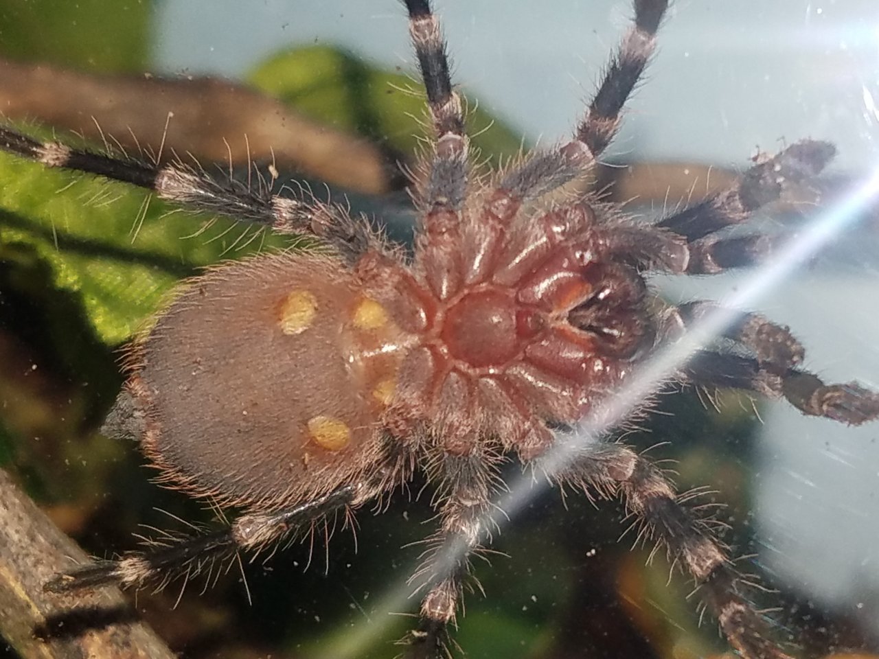 A.geniculata juvie