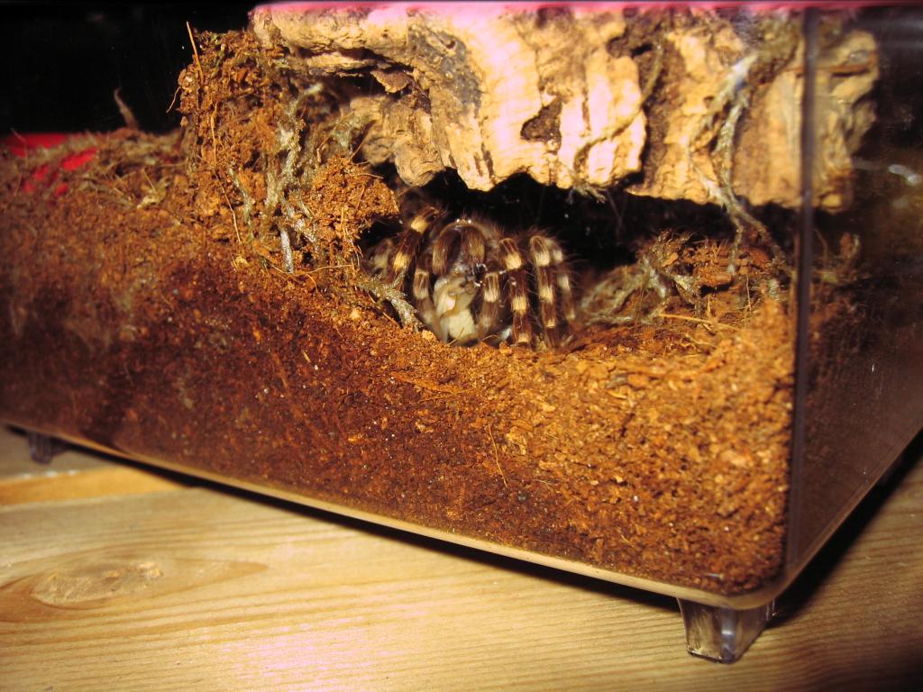 A geniculata juvie
