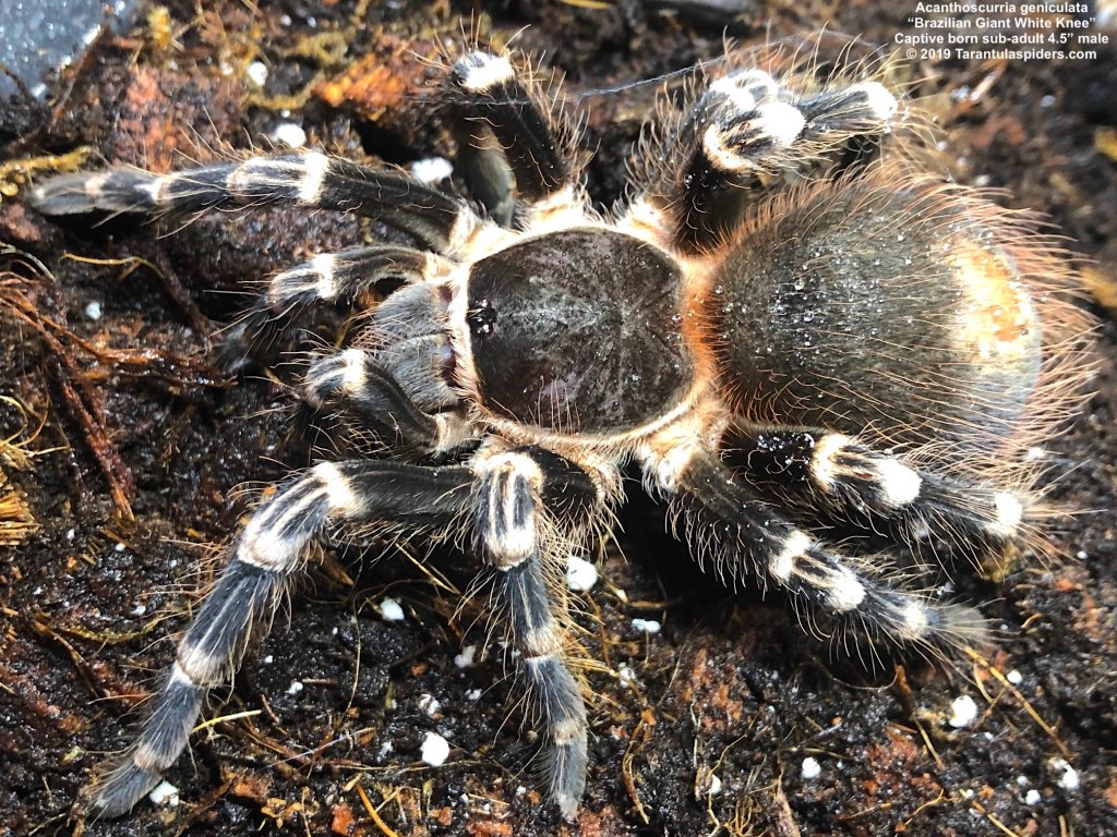 A.geniculata(m)4.5in_SA_1