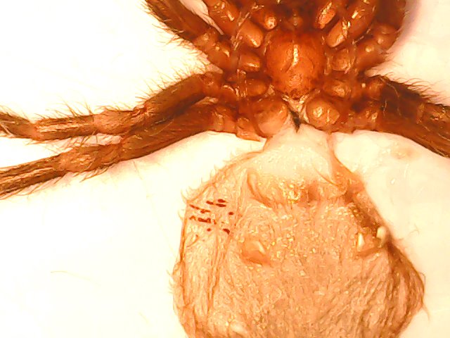 A.geniculata male or female? 1,5 cm body