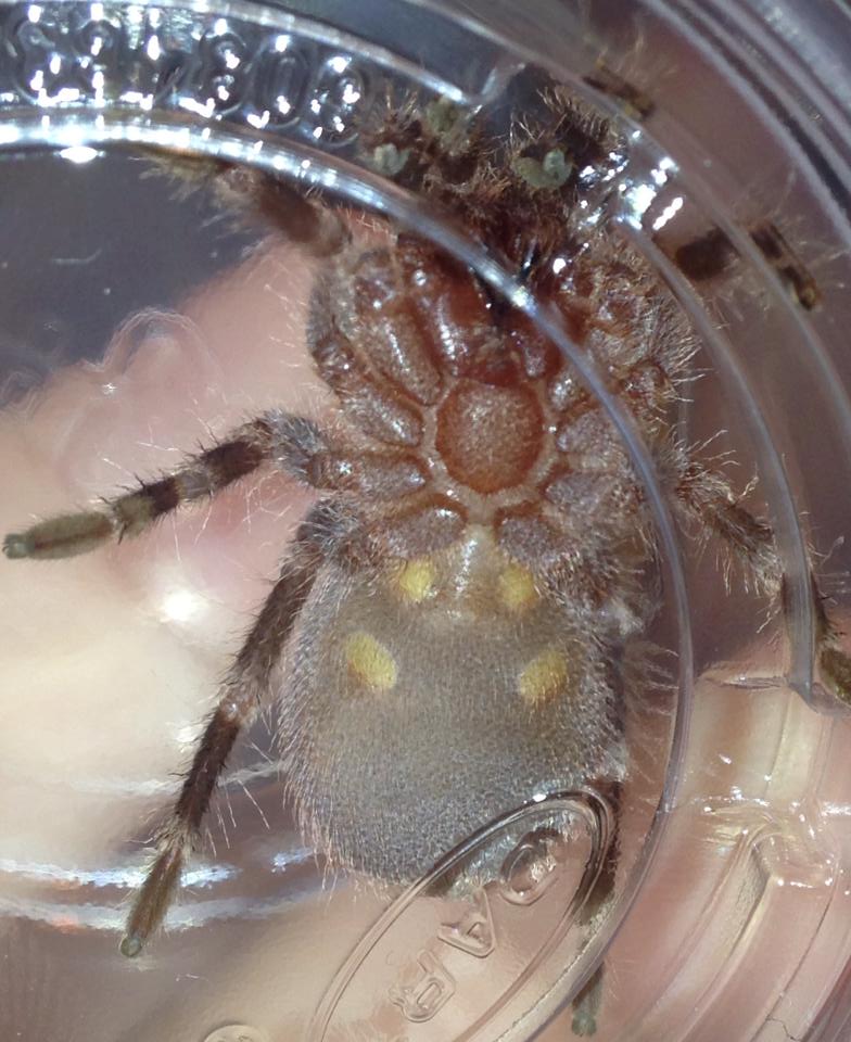 A. geniculata male or female?