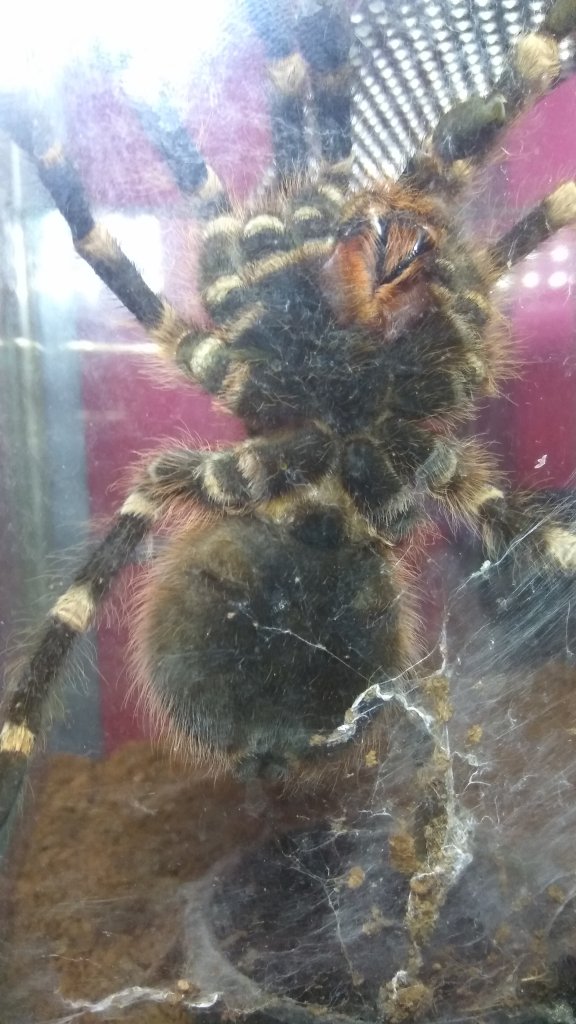 A.geniculata male or female?