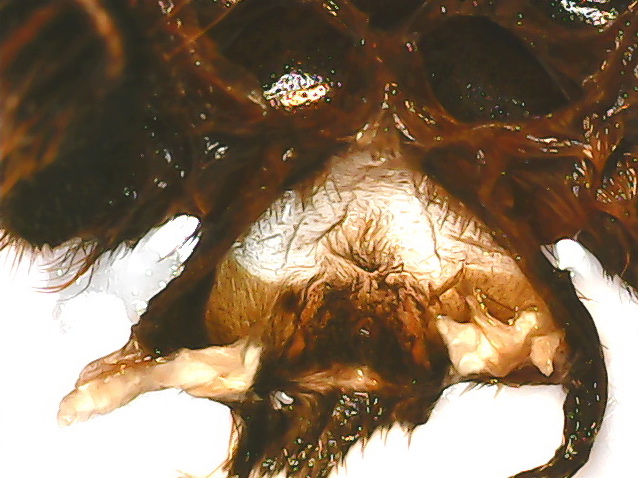 A.geniculata male or female?