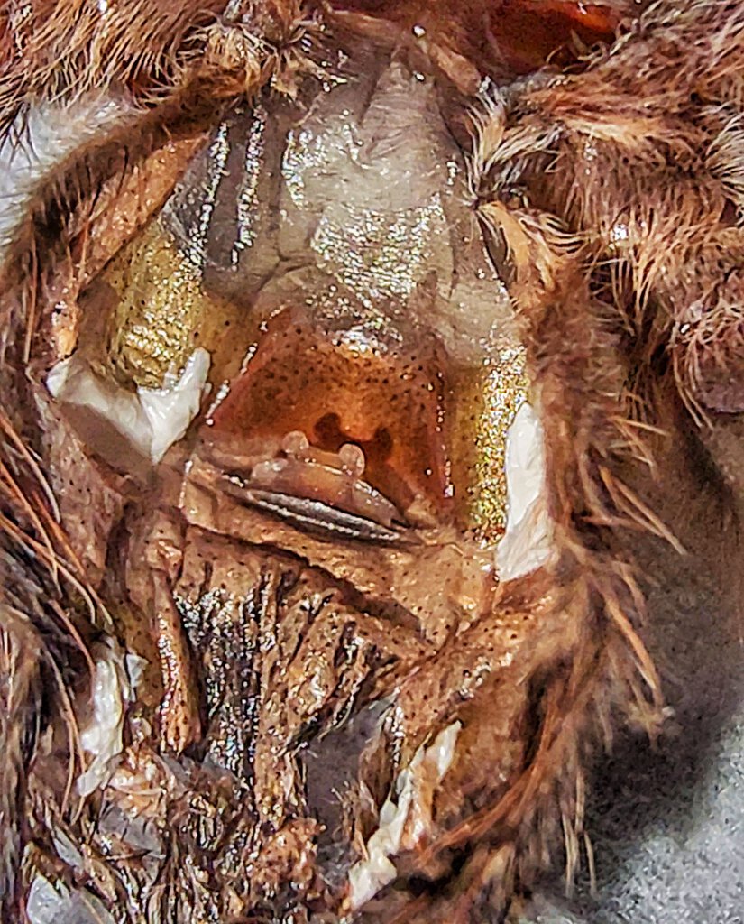 A geniculata molt sexing