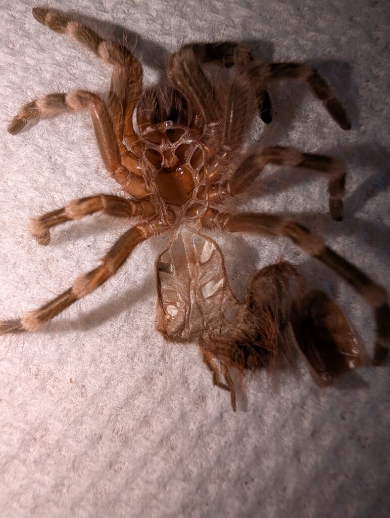 A. geniculata molt