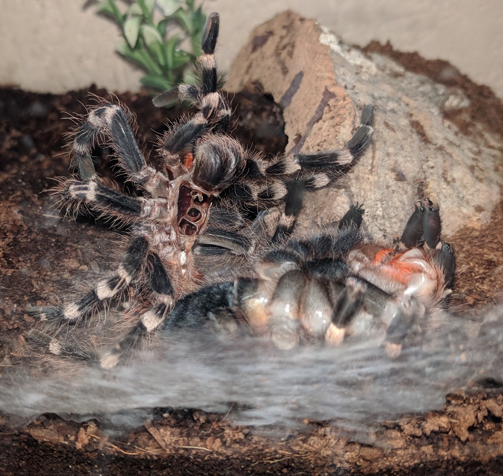 A. geniculata molting... think the hard part is over.