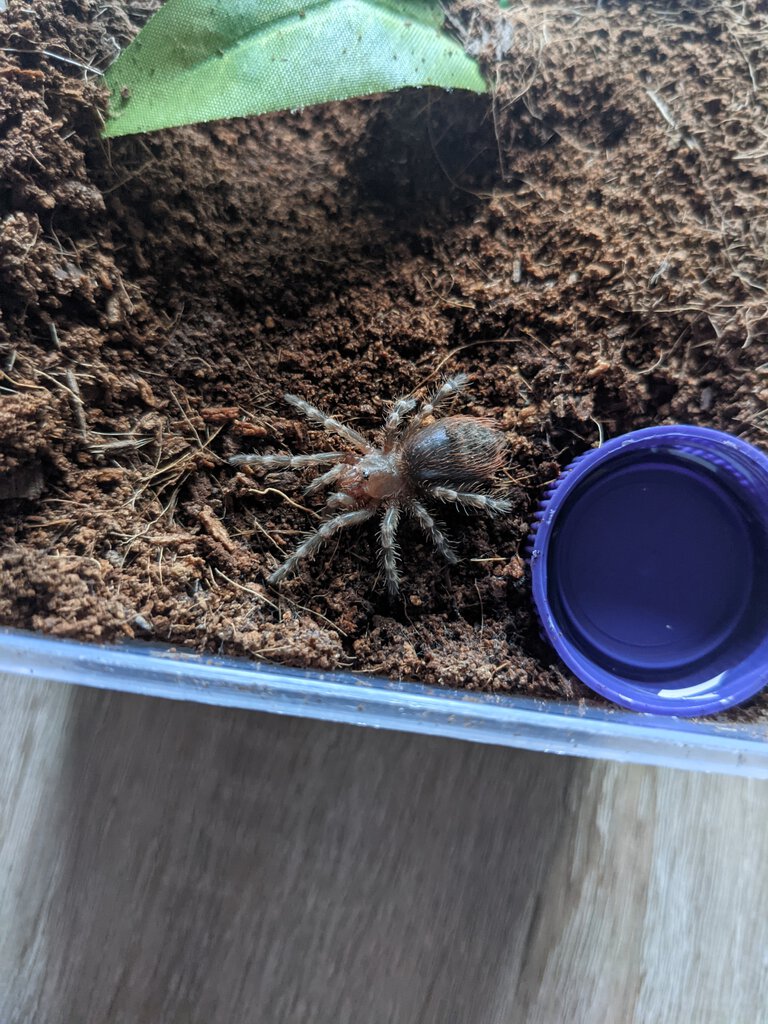 A. geniculata on a wander