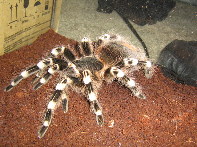 A. geniculata or A. brocklehursti???