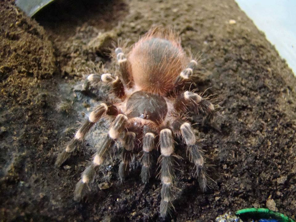 A. geniculata or A. brocklehursti ?