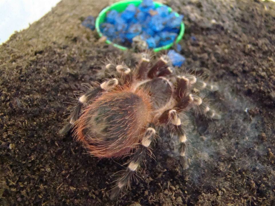 A. geniculata or A. brocklehursti ?