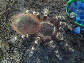 A. geniculata or A. brocklehursti ?