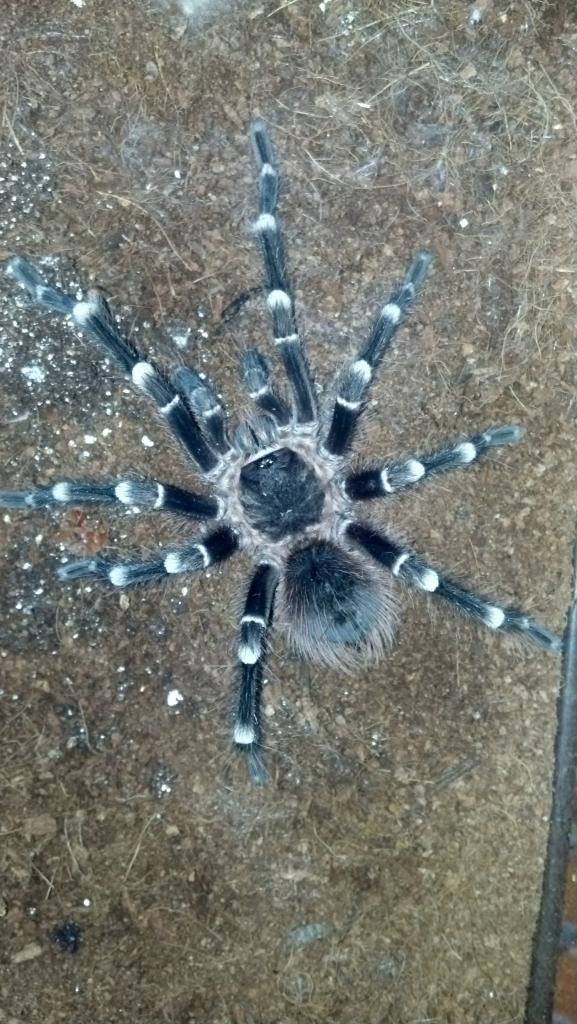 A.geniculata or not?