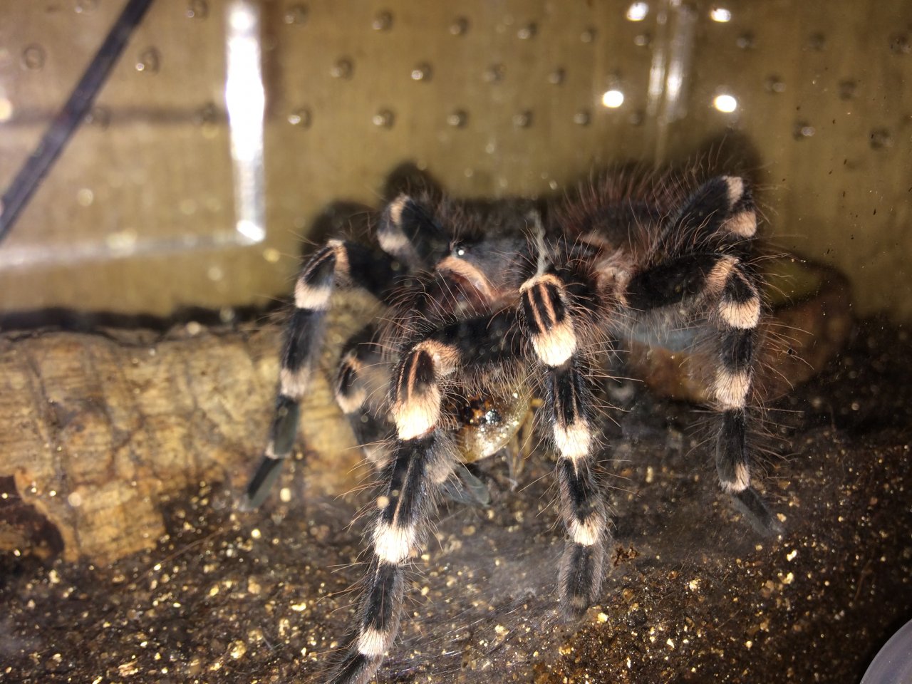 A. geniculata post molt feed.